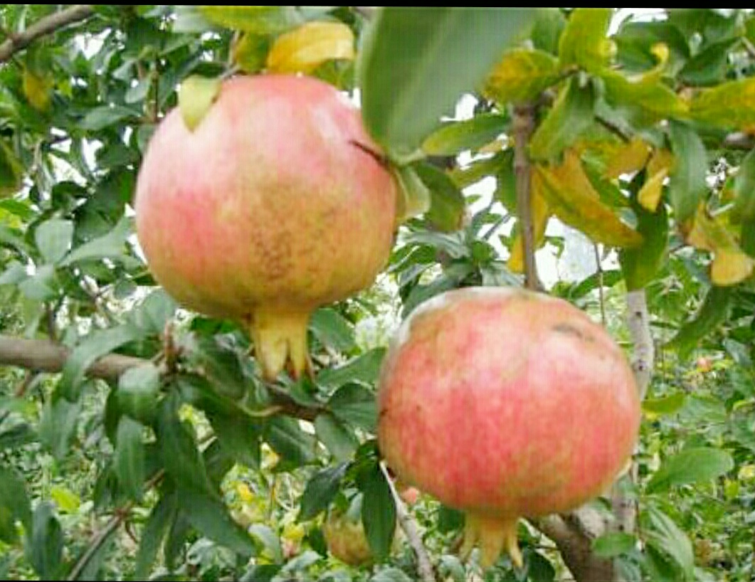 农村大学生创业，投2万7天赚这么多，“小肴精”三农创业记第九集