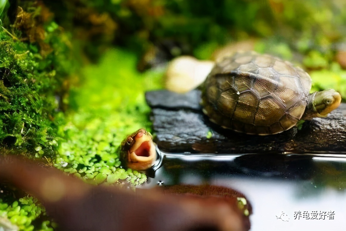 新手养龟常见的坏习惯与坏心态,饲养龟类需要注意什么细节