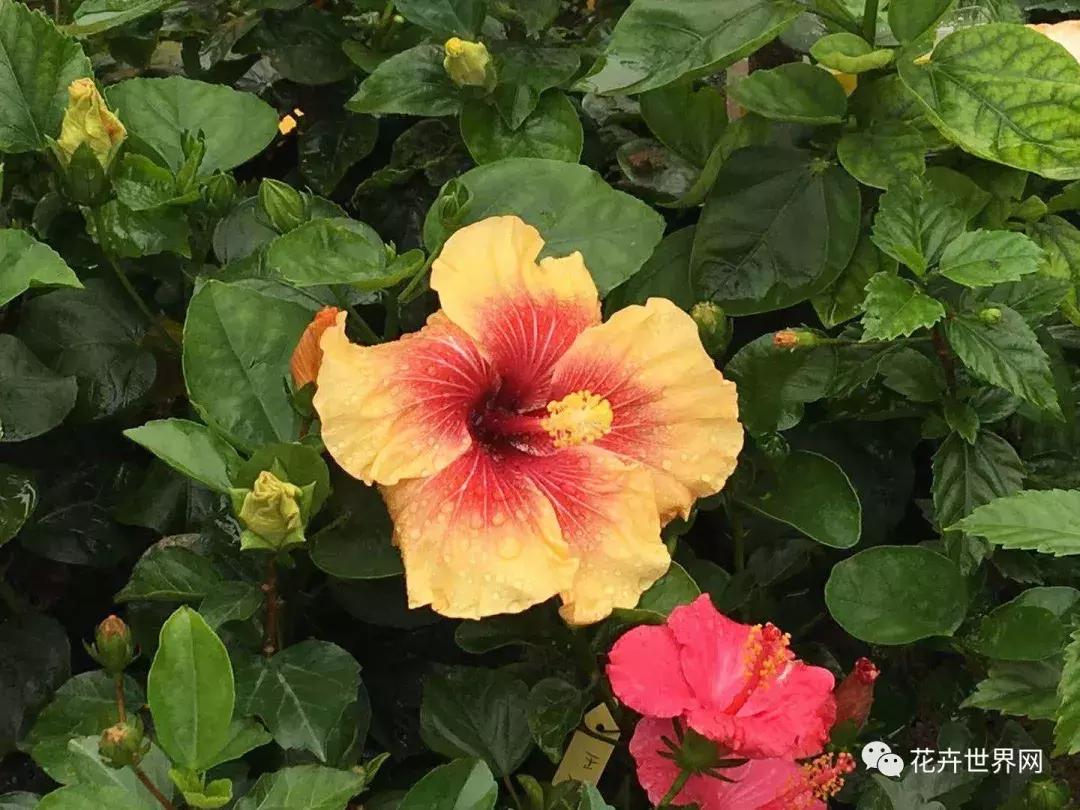 共赴盛会活动,香港国际花卉展