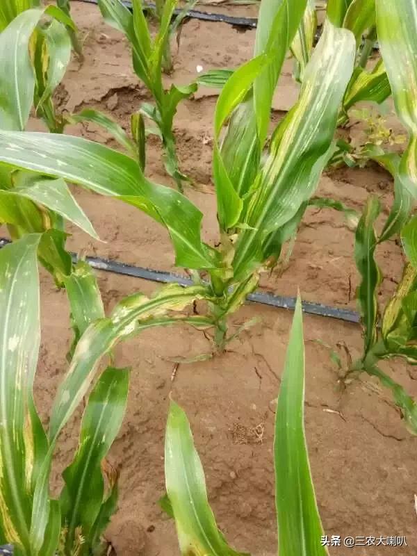 今年的玉米怎么办啊,玉米现在该怎么办