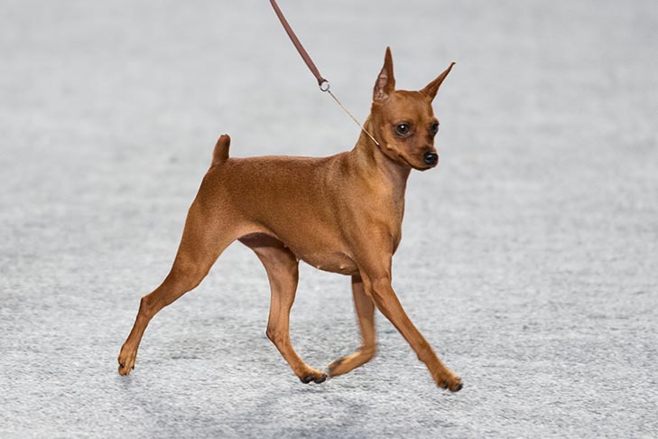 迷你杜宾犬是什么品种图片,迷你型杜宾犬的图片