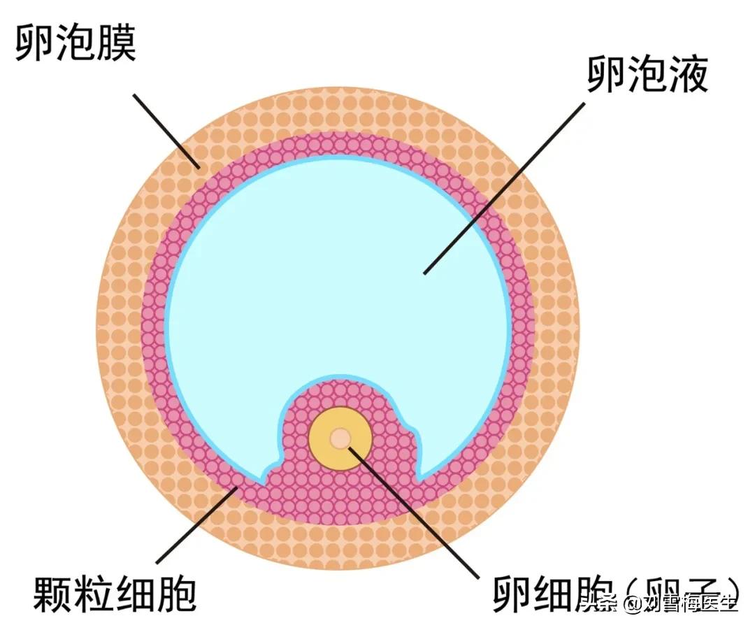怎么可以取得卵子,如何获得卵子