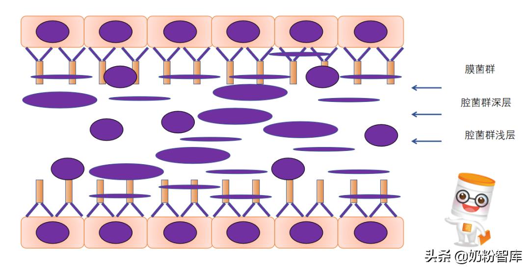 过敏菌株益生菌的作用,康敏元益生菌能治疗过敏是真的吗