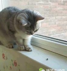 搞笑段子,搞笑动图gif微信可爱表情包