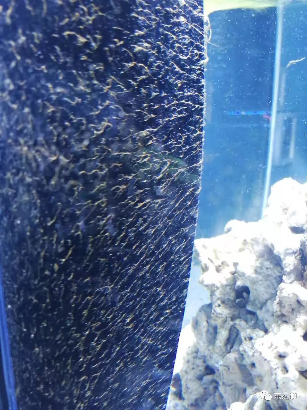 有效除藻方法,除藻最好最快的方法