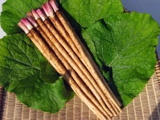 相貌平平却有优点的植物,长相丑但是有营养的植物