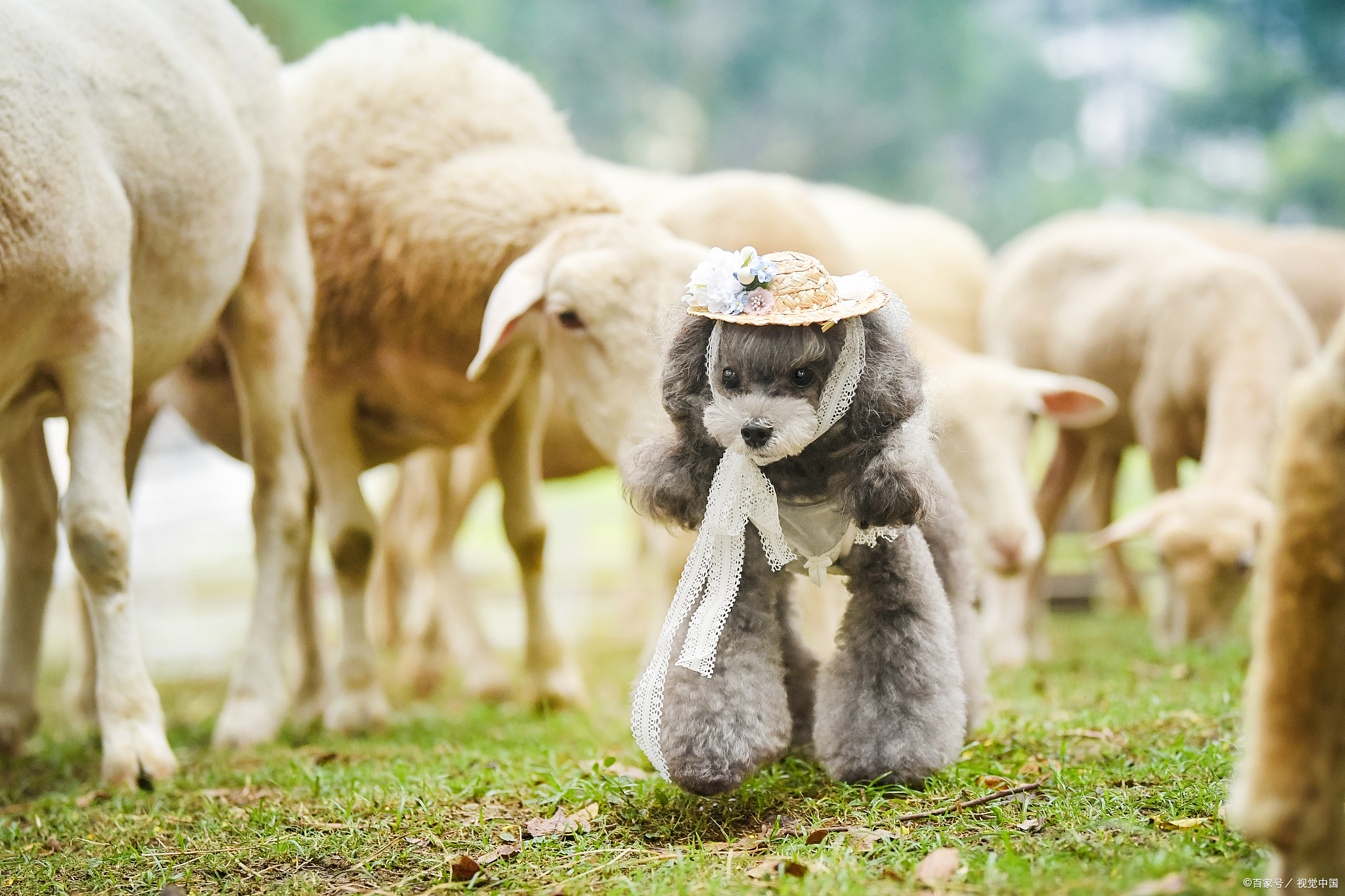 一个月大的泰迪吃多少狗粮,半岁泰迪吃多少狗粮