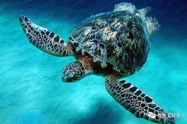 乌龟的冷知识搞笑,龟冷知识