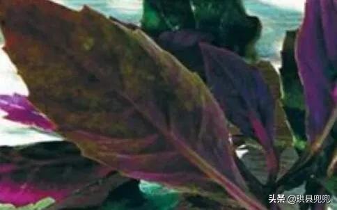 宜宾吃血皮菜中毒,儿童吃血皮菜炒猪肝