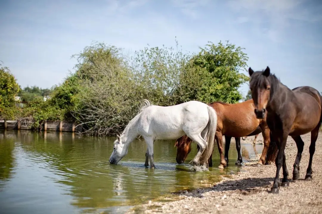 远离野生味的野味,不要吃动物