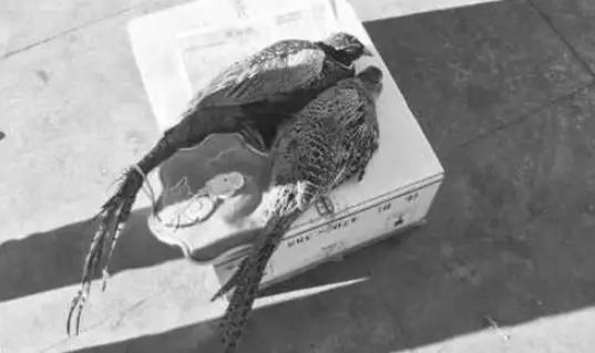 “野味”真的美味大补吗？多省份发文禁食