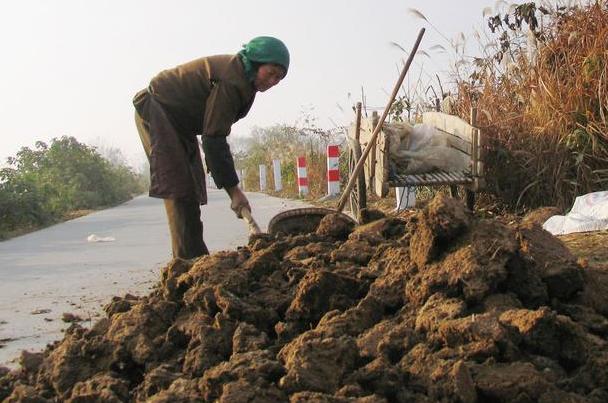鸡粪烧苗最快的方法,鸡粪育苗烧苗怎么补救