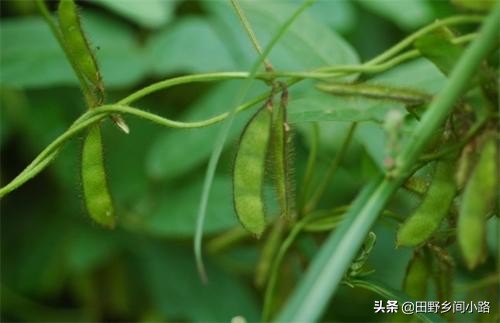 黄豆种子的种植方法和注意事项,黄豆适合什么样的气候来种植呢