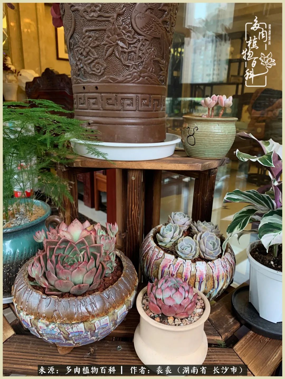 栽花种草的岁月，万物生长之阴晴圆缺