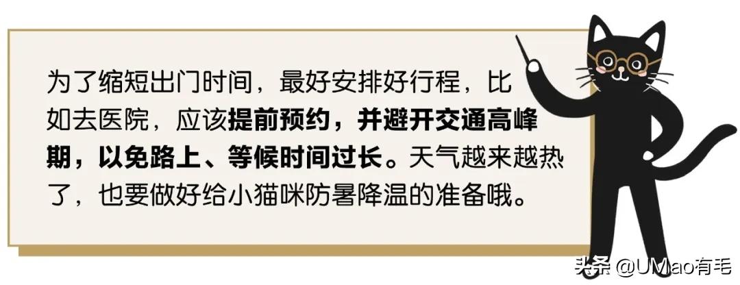 小猫咪很容易被吓一跳怎么办,小猫咪很容易被吓一跳