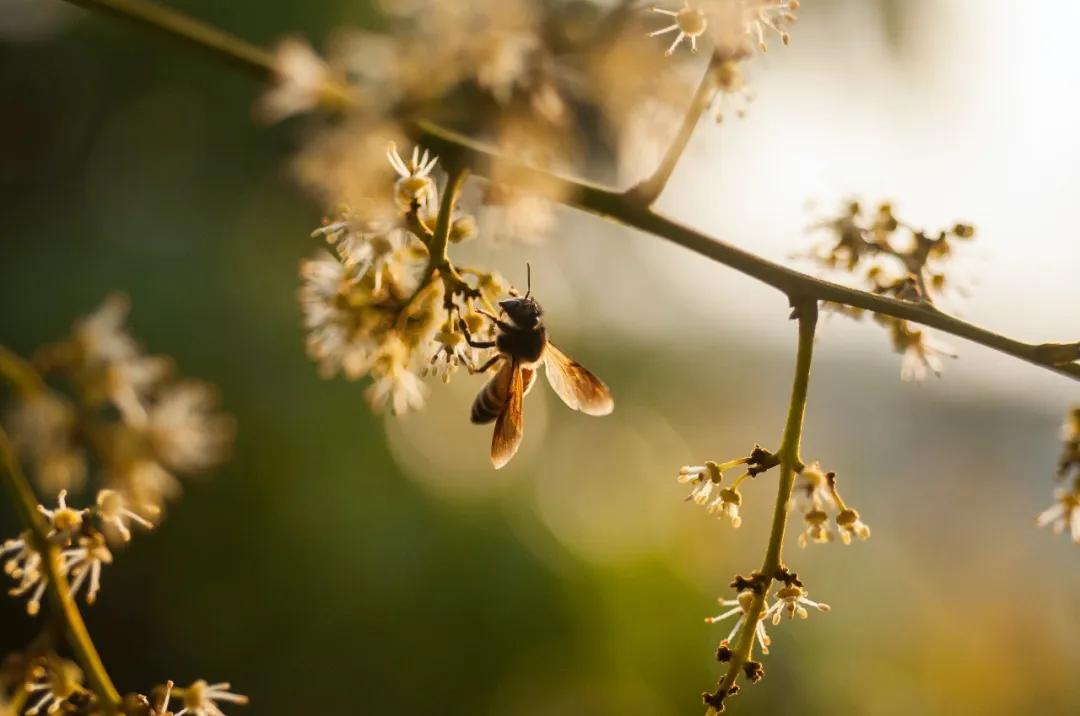 中国荔枝哪里好吃,哪个地方的荔枝最好吃最出名
