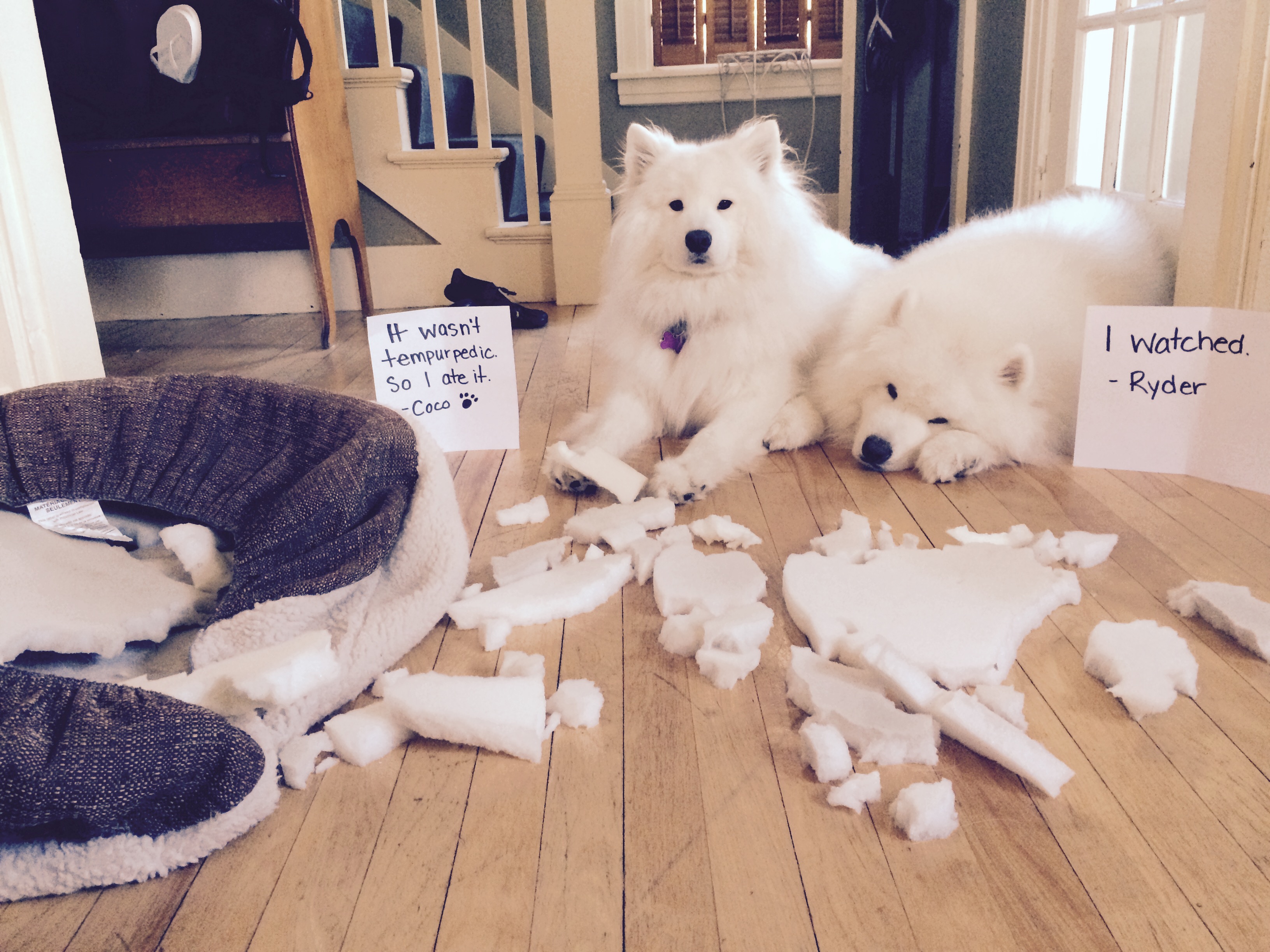 萨摩耶有什么通病,狼版和熊版萨摩耶的优缺点