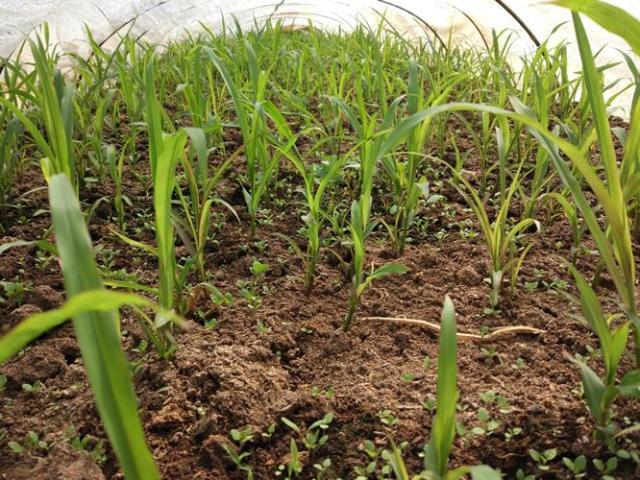 哪些野草喂草鱼长得快,啥子草喂草鱼长得快