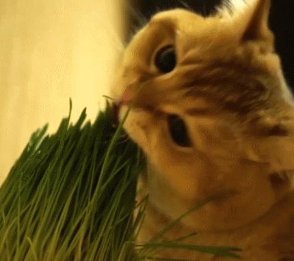 猫咪为什么天生爱吃猫草,为什么一定要给猫咪吃猫草