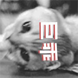 猫藓怎么防止猫去抓,猫癣怎么才能治好