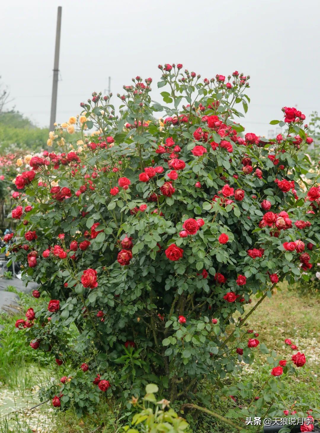 怎么打造露台小花园,如何打理自己的露台小花园