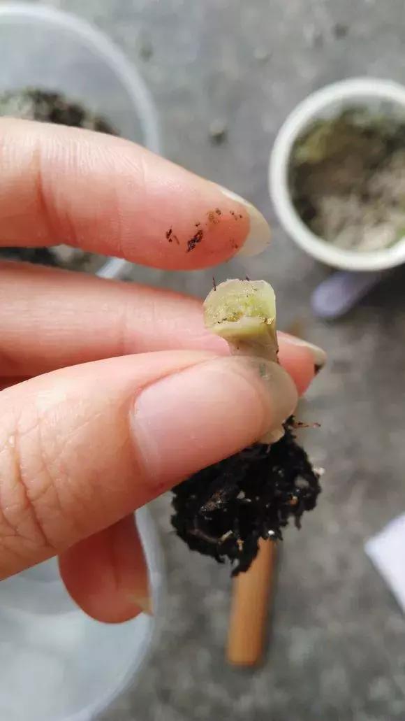多肉烂根别怕，简单4步“急救法”，全烂了也能救活！