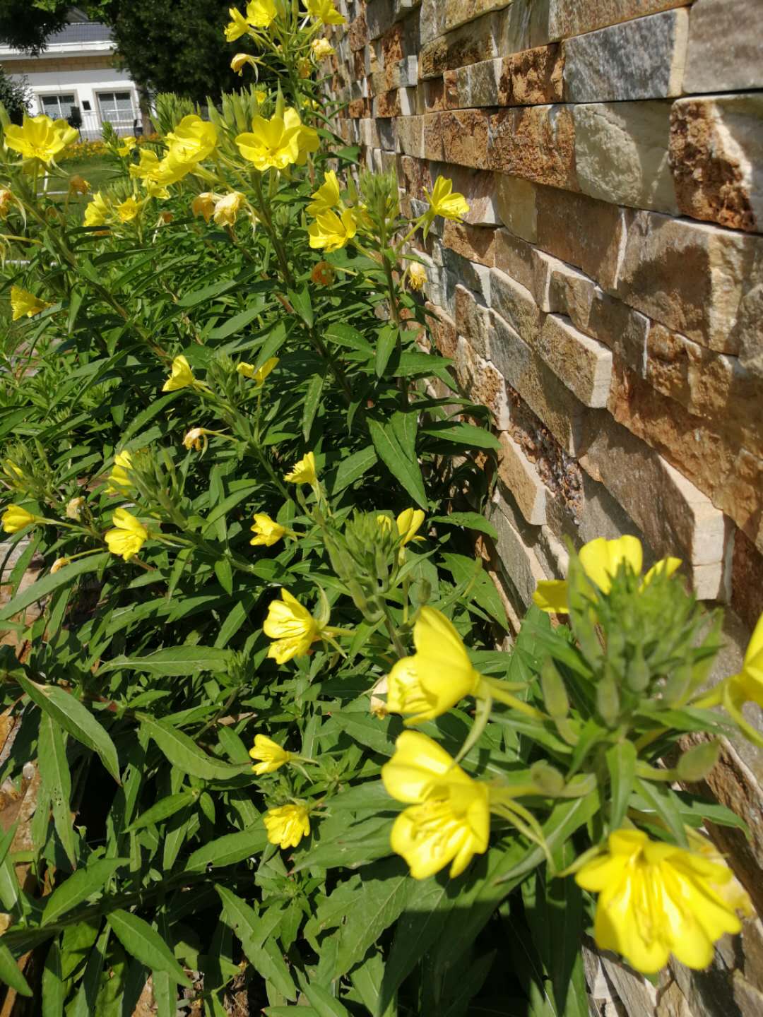 「植物百科」黄花月见草，月澹黄昏香清远