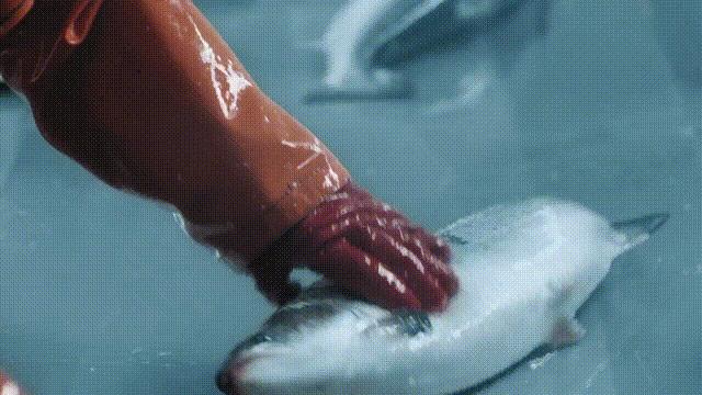 网箱养鱼的发展对策,网箱养鱼前景