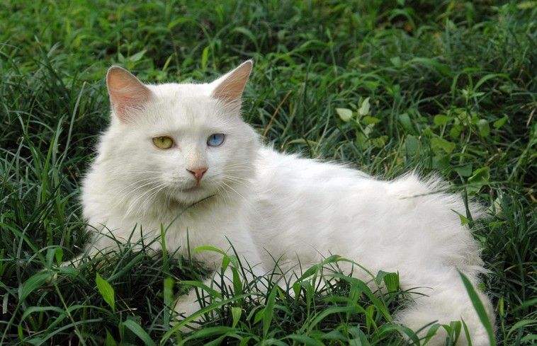 七种中华田园猫中哪种猫最便宜,中华田园猫12个品种图小奶猫