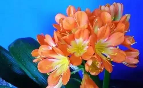 全国56个城市市花一览,56个市的市花