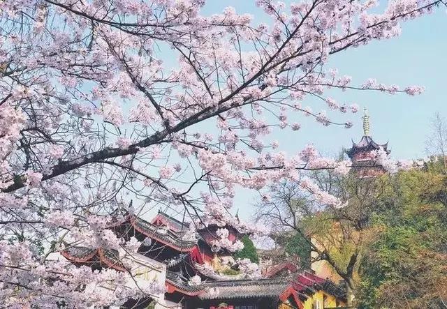 南京的春天,南京的春天视频