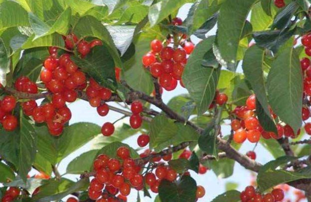 院子种水果陶冶情操,庭院最值得种的水果树