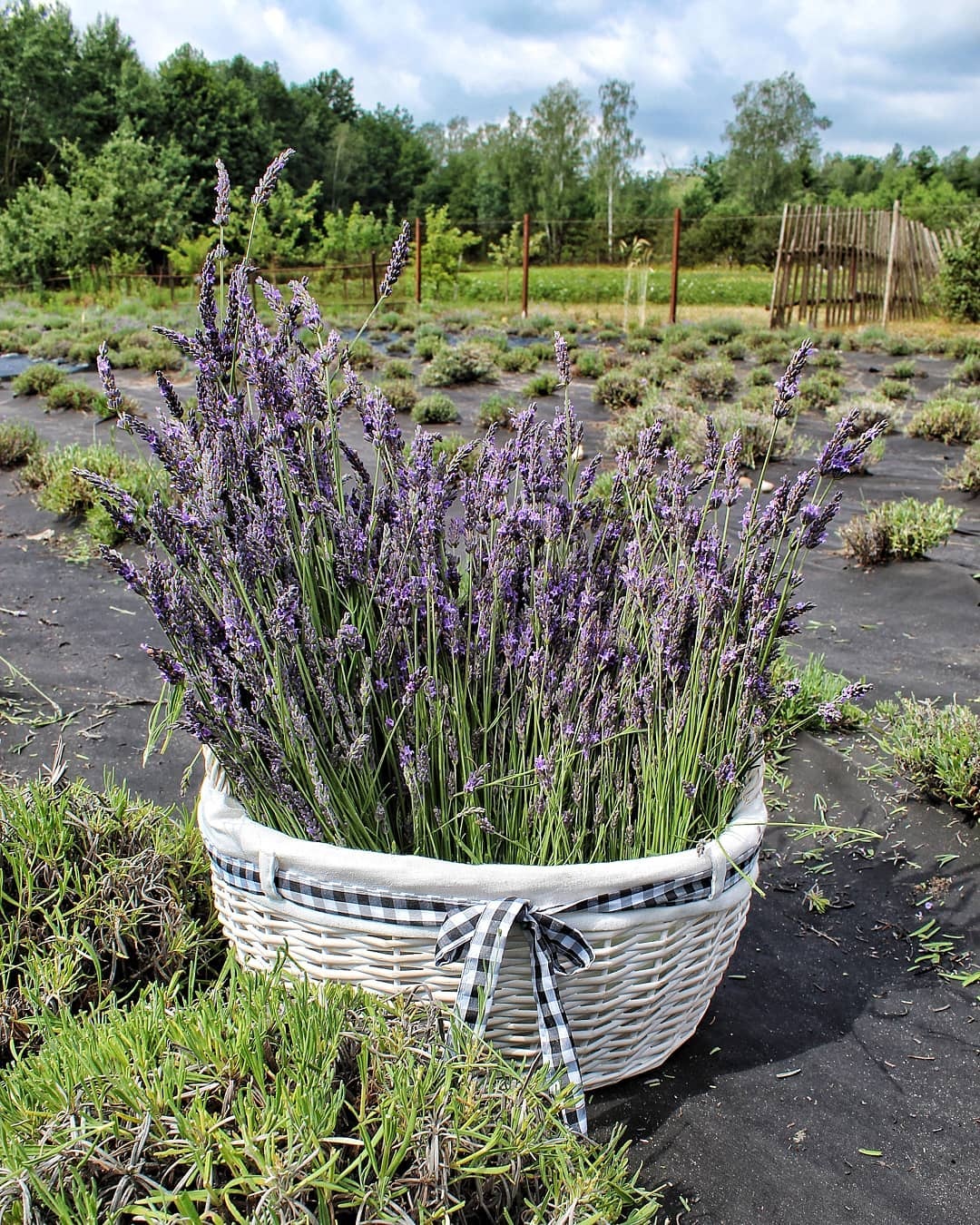 宝藏植物,植物薰衣草