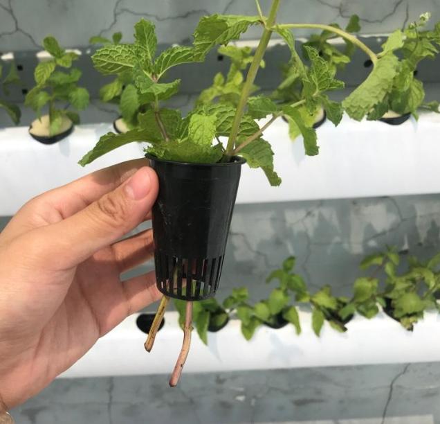 薄荷剪了一节插土里怎么活不了,薄荷剪下来直接摘能不能存活