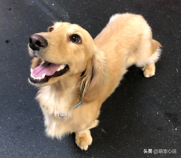 串串狗到底是什么品种的狗狗,什么品种的串串狗最可爱