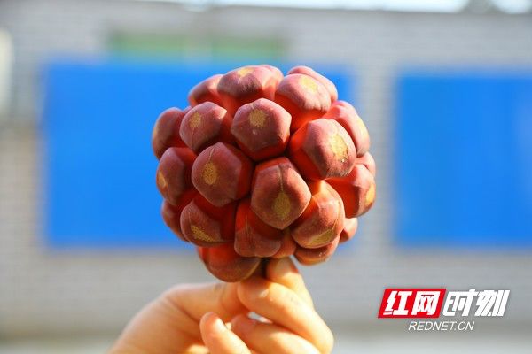 被省委书记惦记的通道小伙正带村民种山果致富