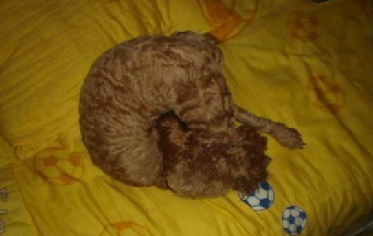 泰迪犬的睡姿代表不同的性格,泰迪犬的睡姿知多少