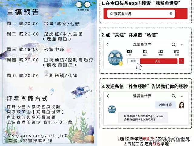 观赏鱼养鱼知识必备大全,观赏鱼养鱼入门