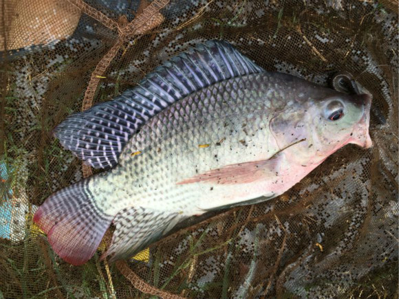 罗非鱼用蚯蚓好钓嘛,罗非鱼用蚯蚓能钓吗