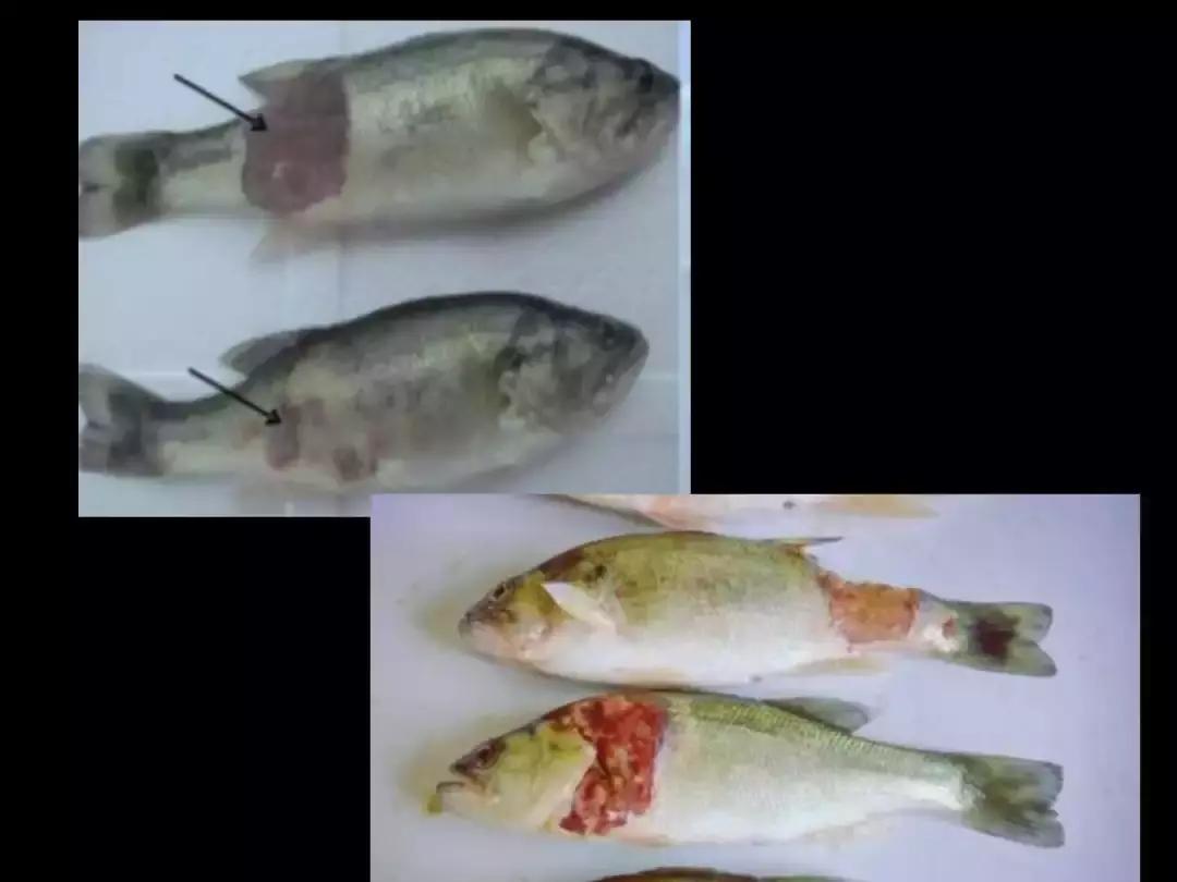 池塘死鱼,池塘里有一点死鱼是什么原因