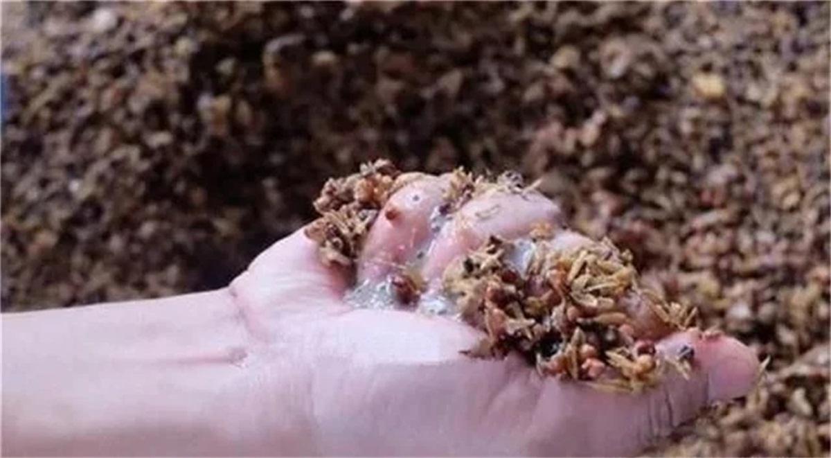 一百斤高粱固态发酵有多少黄水,固态发酵黄水不排出会怎样