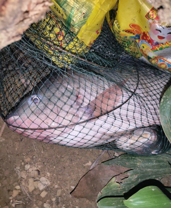 柳江河里钓到50多斤大鱼,柳江钓罗非鱼视频