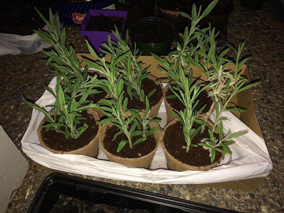 薰衣草扦插方法图解简单易学,羽叶薰衣草扦插繁殖方法视频