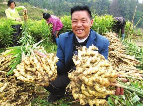 黄姜药材种植利润,种植黄姜的市场前景
