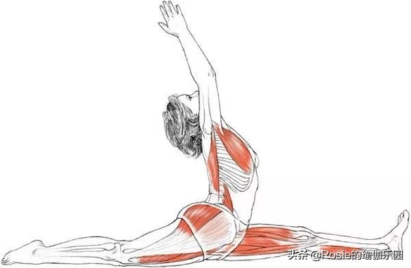 一字马横叉和竖叉怎样最快下去,新手横叉一字马练习零基础教程