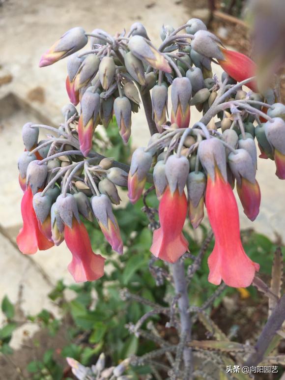 不死鸟多肉用什么盆养长得好,一棵不死鸟多肉可以养多少年