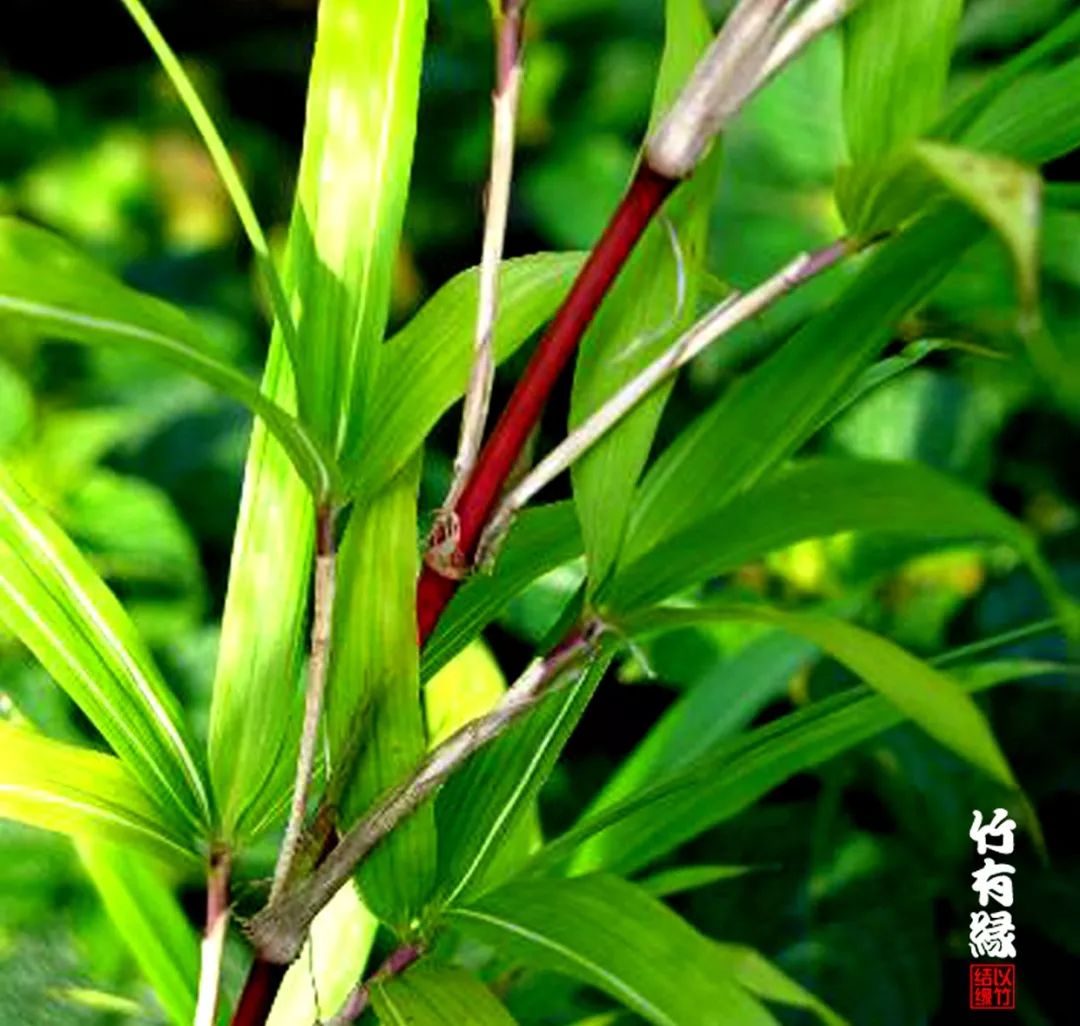 这红竹子美的——简直让人不敢相信是真的!