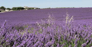 北京庄园旅游景点推荐,北京亲子庄园游玩推荐