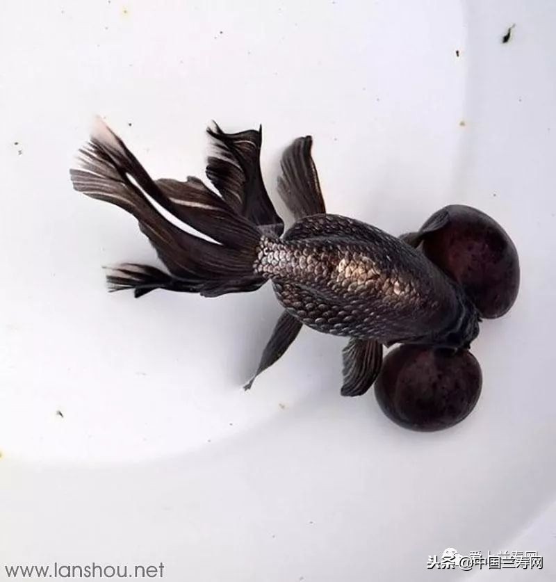 十大最稀有的金鱼品种,比较大的金鱼品种有哪些