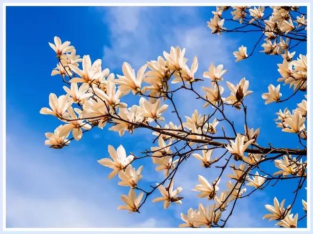 魔都赏花旅游攻略,魔都春季赏花好地方